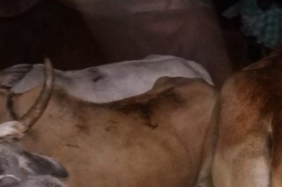 Gomata rescued by police Bhawanipatna