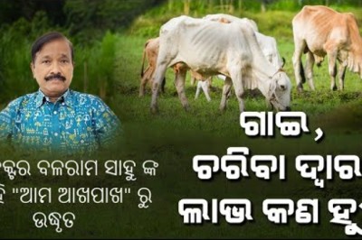 ଗାଈ ଚରିବା ଦ୍ଵାରା ଲାଭ କଣ ହୁଏ ? ଡକ୍ଟର ବଳରାମ ସାହୁ ଙ୍କ ବହି "ଆମ ଆଖପାଖ" ରୁ ଉଦ୍ଧୃତ
