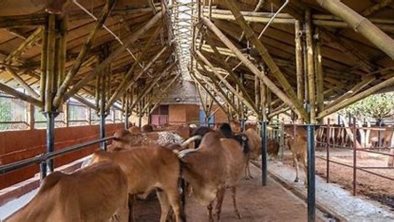 Give this stray Cows to a happy life