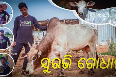 SURABHI GODHAM | ସୁରଭି ଗୋଧାମ  @rambhaktjagat