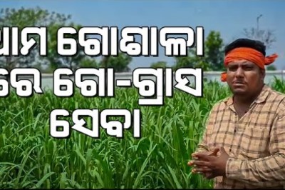 ଆମ ଗୋଶାଳା ରେ ଗୋ ଗ୍ରାସ ସେବା I Cow Grass Service in our Goshala
