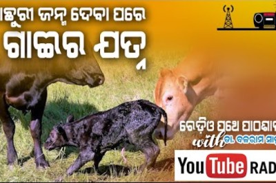 ବାଛୁରୀ ଜନ୍ମ ଦେବା ପରେ ଗାଈର ଯତ୍ନ